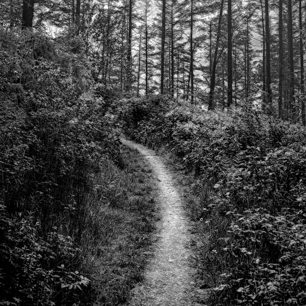 Forest B&W